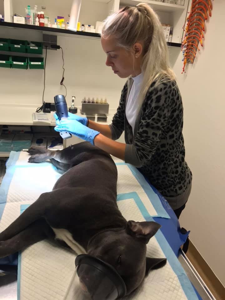 Operation af din hund eller kat Dyreklinik